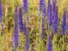 Veronica spicata image