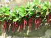 Ribes speciosum image