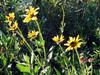 Encelia californica image