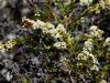 Adenostoma fasciculatum image