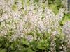 Tiarella cordifolia image