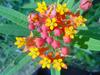 Asclepias curassavica image