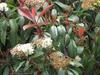 Photinia glabra image