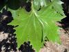 Platanus ×acerifolia image