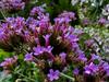 Verbena bonariensis image