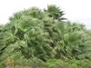 Washingtonia robusta image