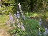 Lupinus sericeus image