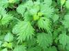Boehmeria japonica image