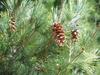 Pinus strobus image