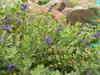 Scutellaria resinosa image