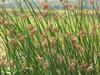 Schoenoplectus californicus image