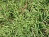 Pogonatherum paniceum image