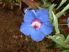Anagallis monelli image