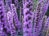 Liatris spicata image