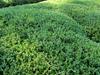 Buxus sinica image