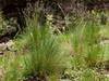 Festuca arizonica image