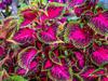 Coleus scutellarioides image