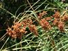 Cladium mariscus subsp. jamaicense image