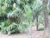 Pseudophoenix sargentii image