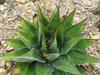 Agave montana image