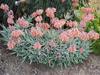 Cotyledon orbiculata var. oblonga image