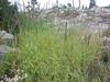 Elymus glaucus image