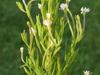 Epilobium strictum image