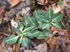 Goodyera pubescens image