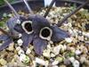 Asarum nipponicum image