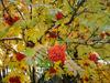 Sorbus decora image