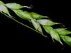 Carex arcta image
