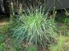 Panicum amarum image