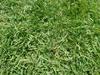 Zoysia japonica image