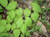 Epimedium koreanum image