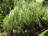 Otatea acuminata image