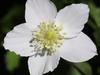 Anemone nikoensis image