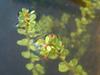 Rotala indica image