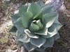 Agave ovatifolia image