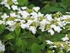 Viburnum plicatum f. tomentosum image