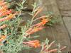 Epilobium canum subsp. angustifolium image