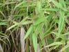 Panicum clandestinum image