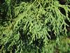 Thuja standishii image