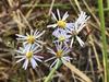 Symphyotrichum hallii image