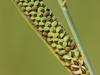 Carex haydenii image