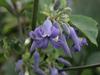 Clematis heracleifolia image