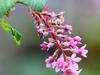 Ribes malvaceum var. viridifolium image