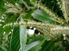 Lithocarpus edulis image