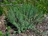 Artemisia frigida image