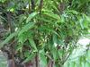Cinnamomum tamala image