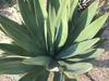 Agave murpheyi image